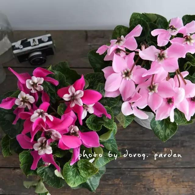 过年家里摆什么植物好,家里过年要摆几样水果