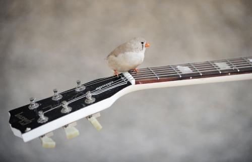 电吉他真实感受,电吉他手经历