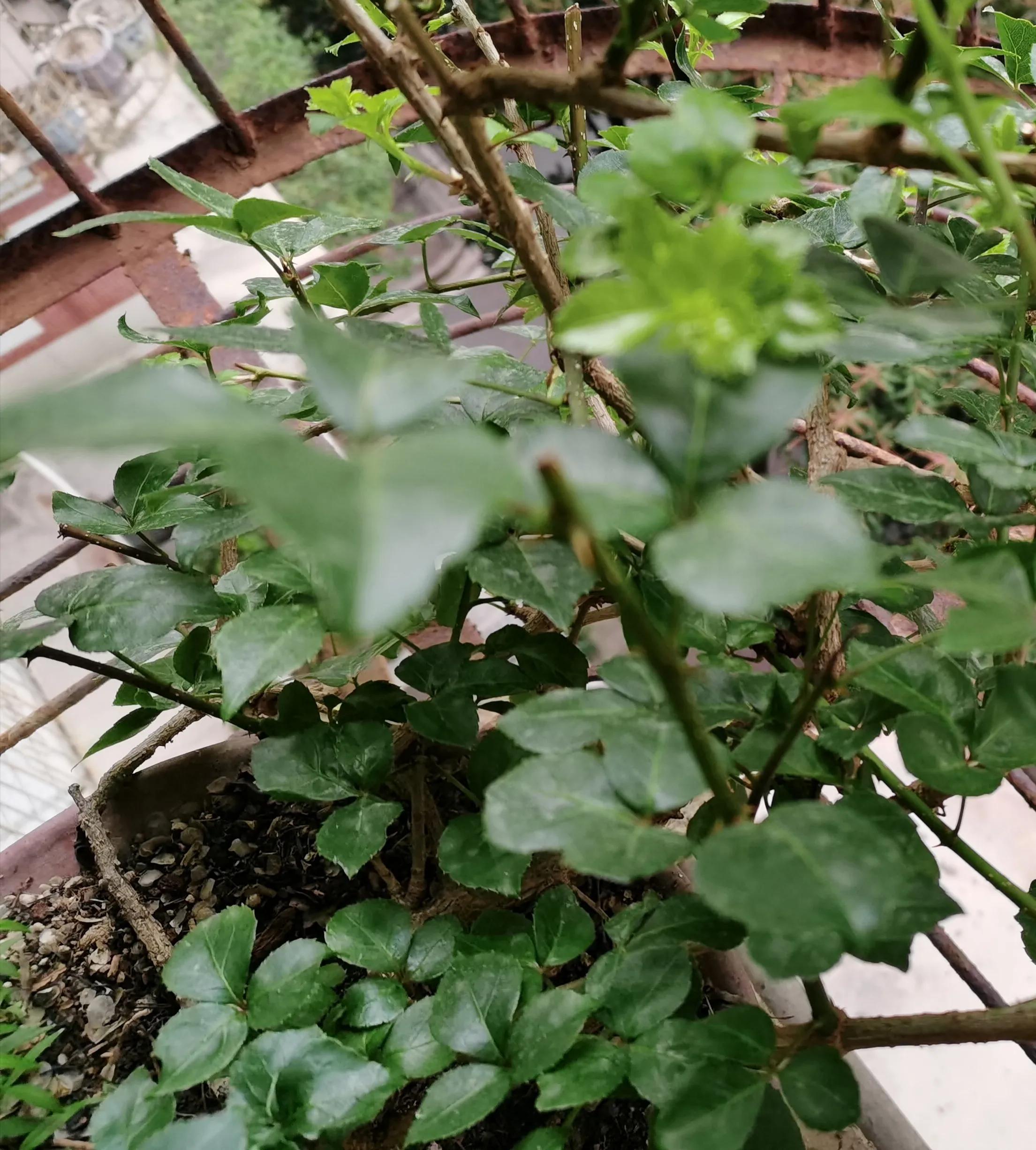 苦刺心是刺苔吗,苦刺芯味道