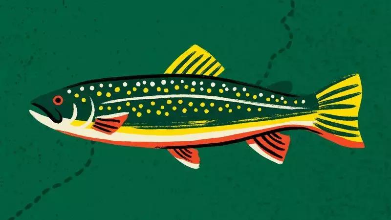 铁叶酸b12,铁叶酸维生素b12的食物有哪些