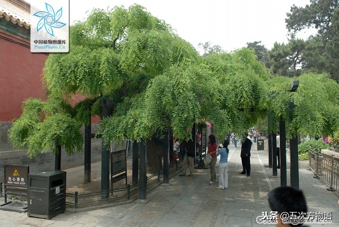 家槐叶和槐叶区别,国槐家槐是同一种树吗