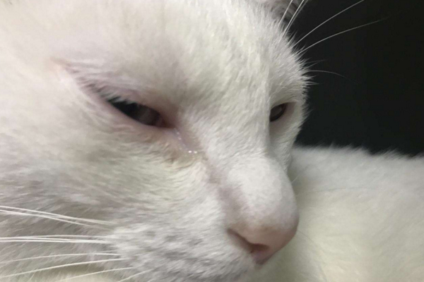 猫咪开始流眼泪，千万别忽视，根据不同情况对应治疗！