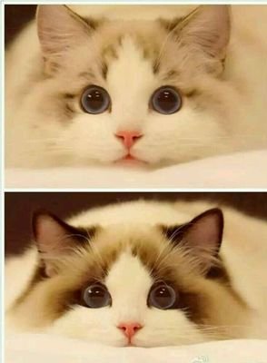 怎么样养好一只布偶,怎样养好一只布偶