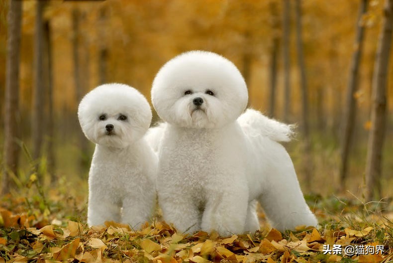 狗狗有攻击性怎么训练,狗狗攻击性强咬人怎么办