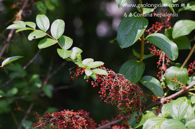 中药材桑叶,马桑叶别名