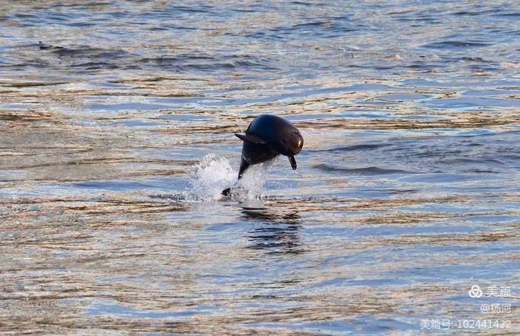 江豚戏水，醉美长江
