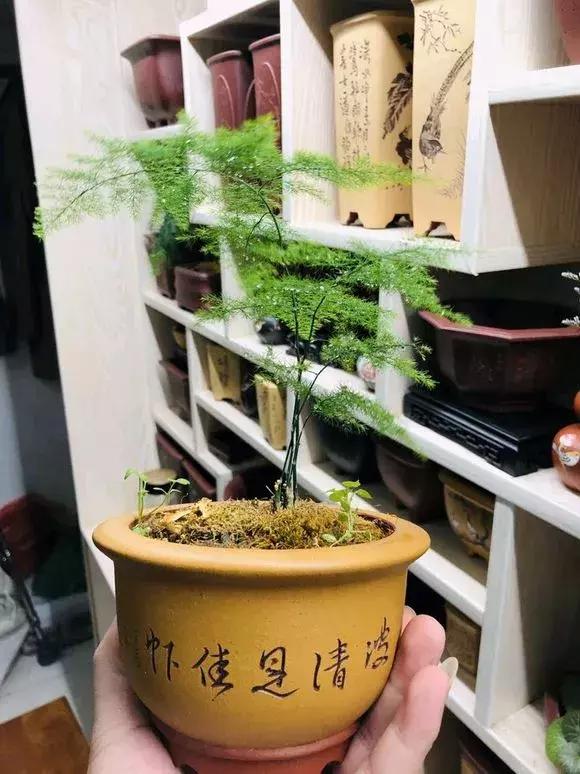 冬季助眠好养的花,什么花最好养又有助睡眠