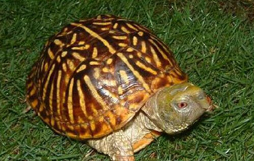 两栖龟陆龟海龟区别,陆地龟和陆龟是一个品种吗