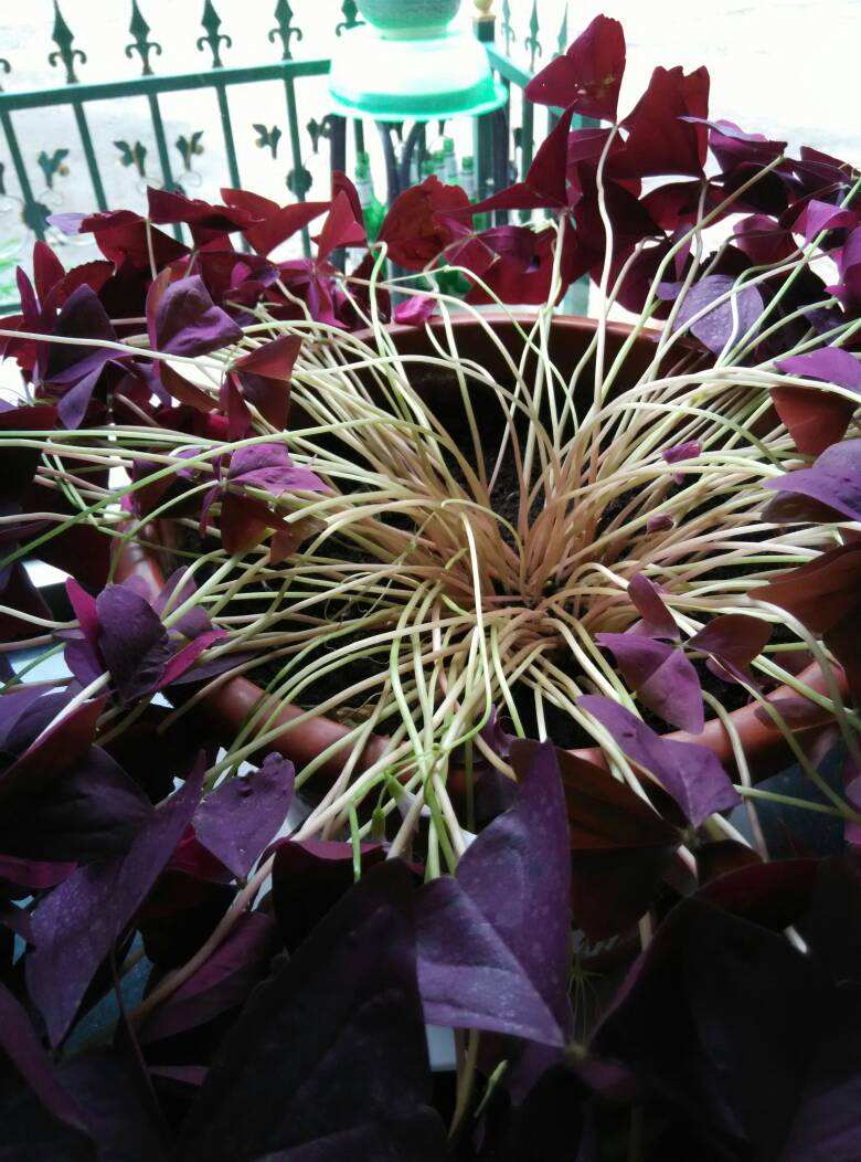 想让花叶绿又茂盛上什么肥,紫叶酢浆草几天可以出苗