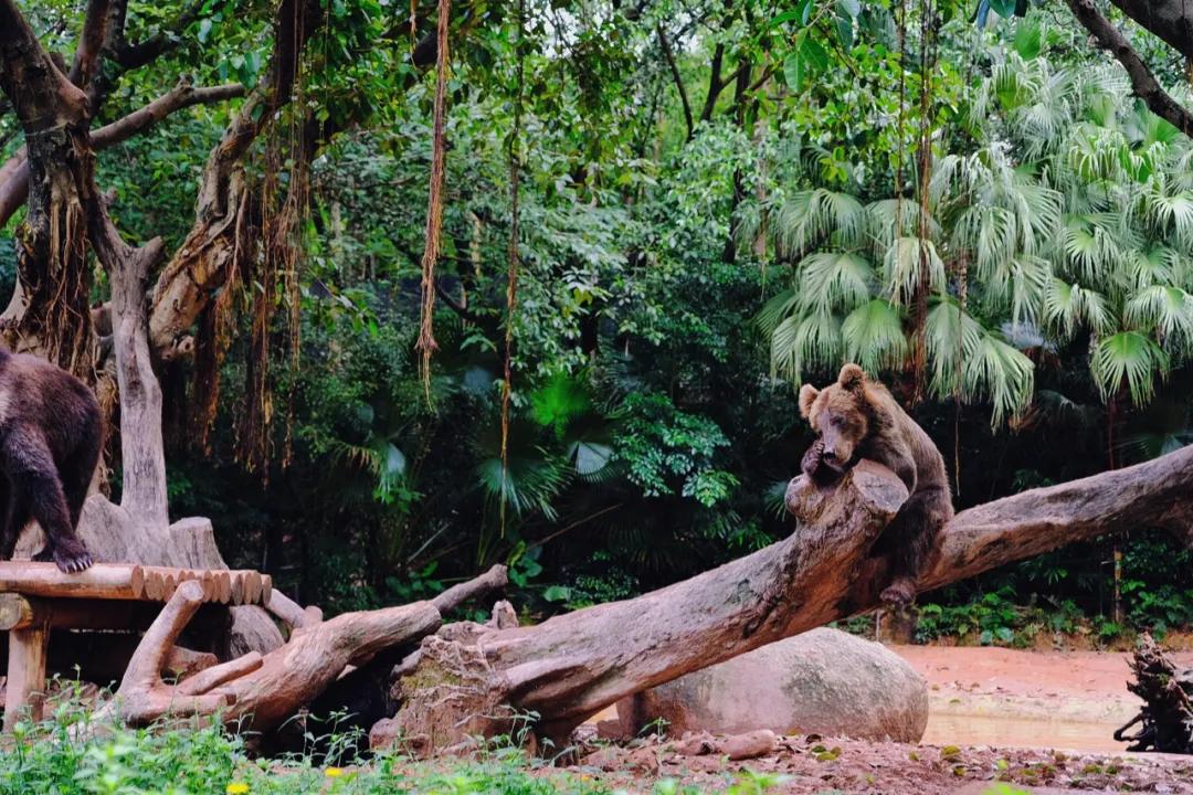 广州长隆购买攻略,广州长隆游玩攻略必买