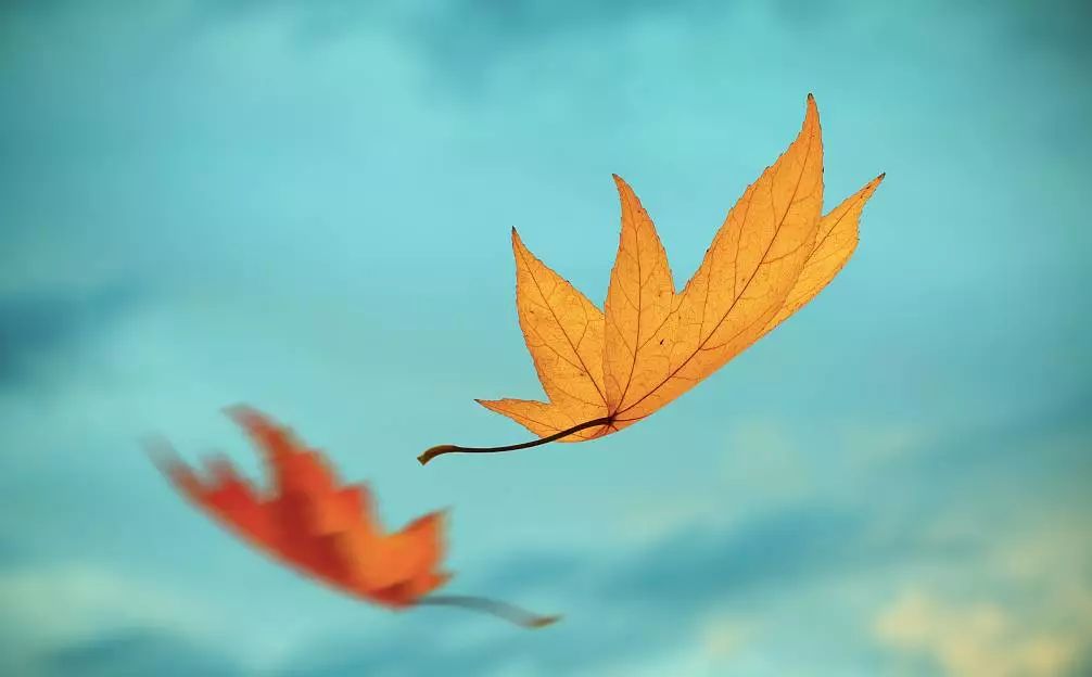 秋天赏枫叶好去处,赏红叶正当时