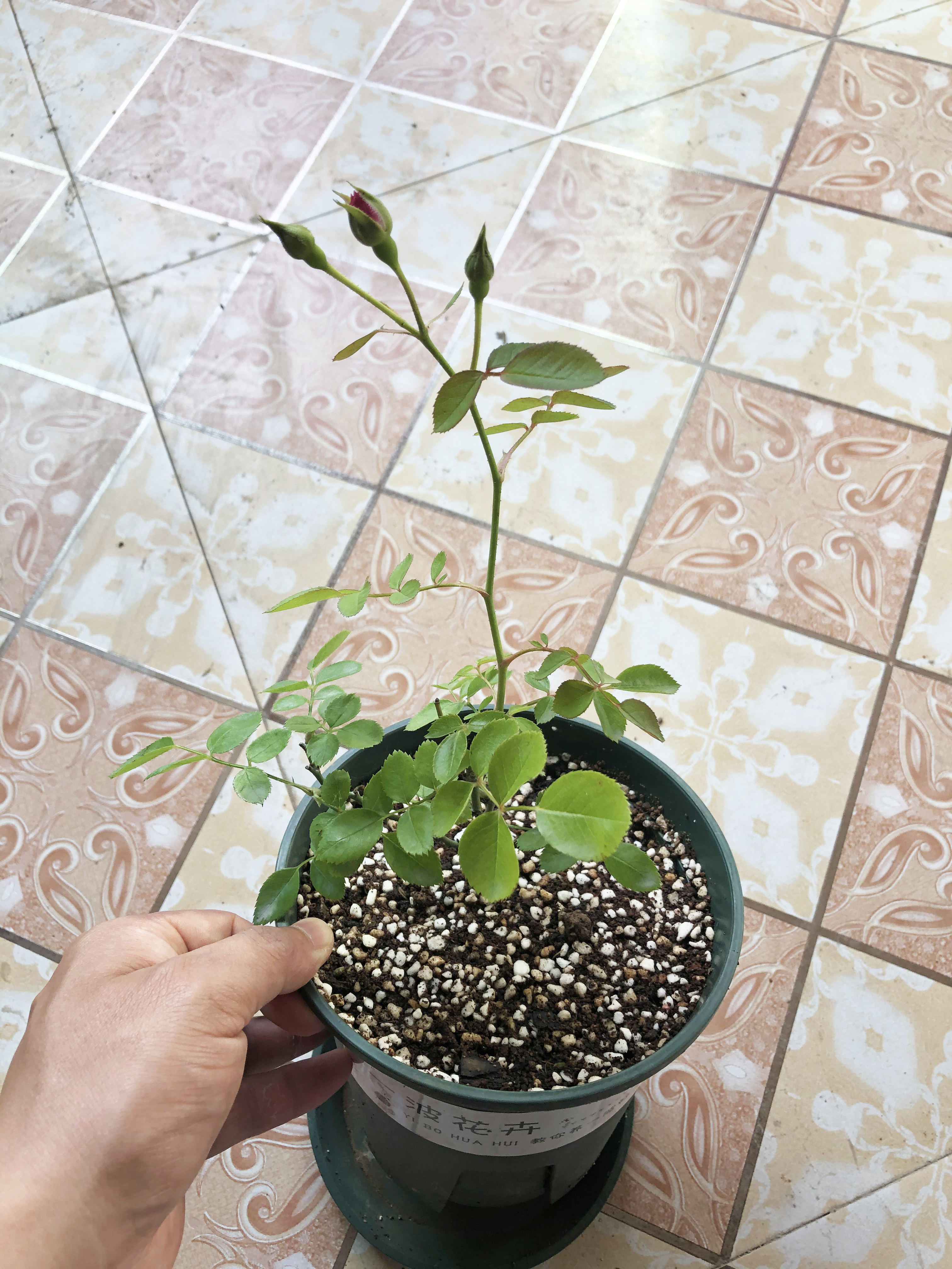 月季小苗长出新枝和花苞怎么处理,月季打花苞又冒芽