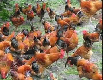 散养300只土鸡怎样预防鸡病,怎么预防散养的土鸡病