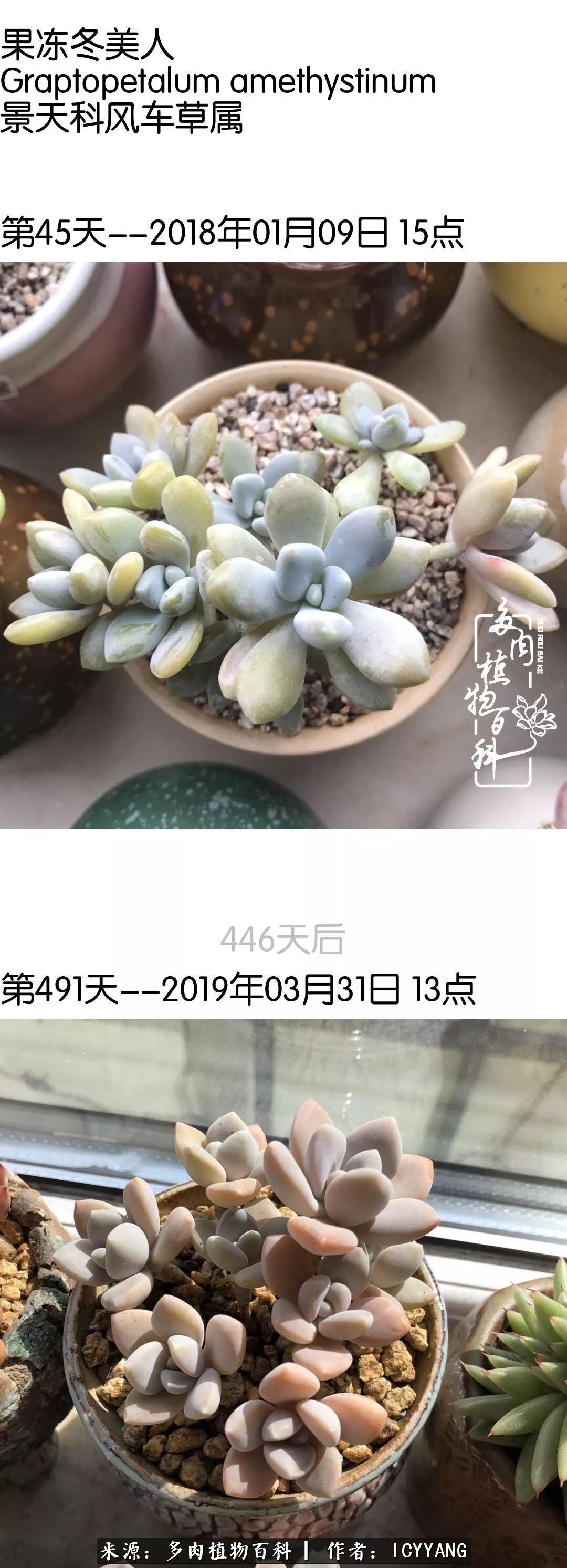 多肉隔着玻璃晒太阳效果好吗,隔着玻璃养的多肉照样长得好