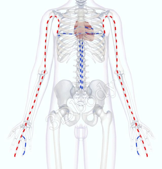 3d经络循行图讲解,阴维脉与阳维脉3d循行动态走向图