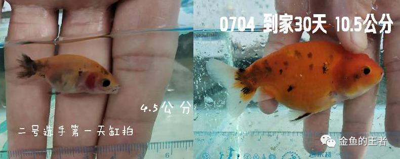 养功考试1个月，20条鱼的前后成长对比，变化太惊艳了