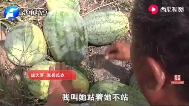 农民西瓜被偷反倒赔300元,瓜农西瓜被偷怎么赔偿