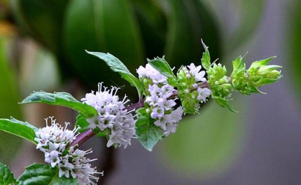 薄荷种植的详细步骤图片,薄荷植物能在家种植吗