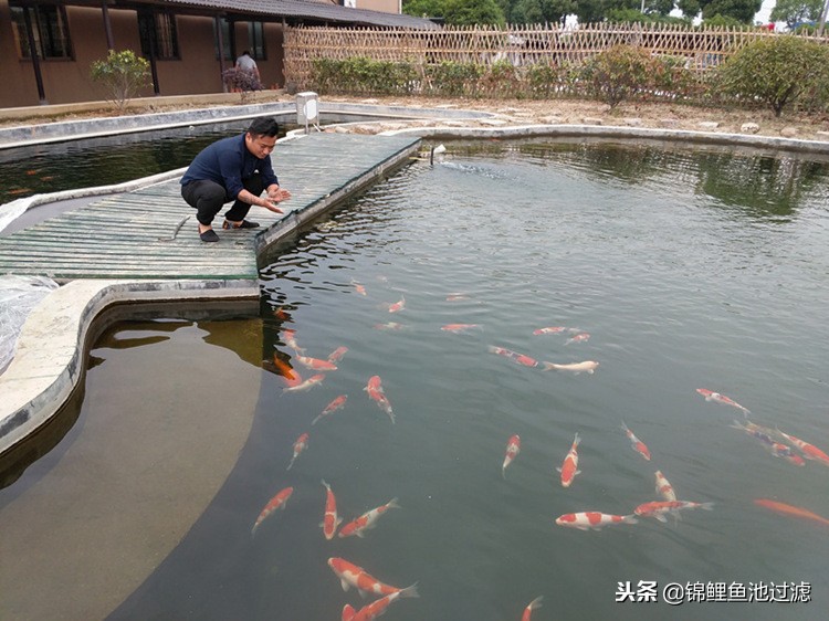 锦鲤鱼生病了身上起白霜,锦鲤鱼生病了吃什么药