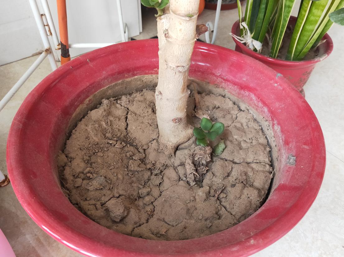 花盆土太硬可以换土吗,花盆土太硬用什么工具疏松