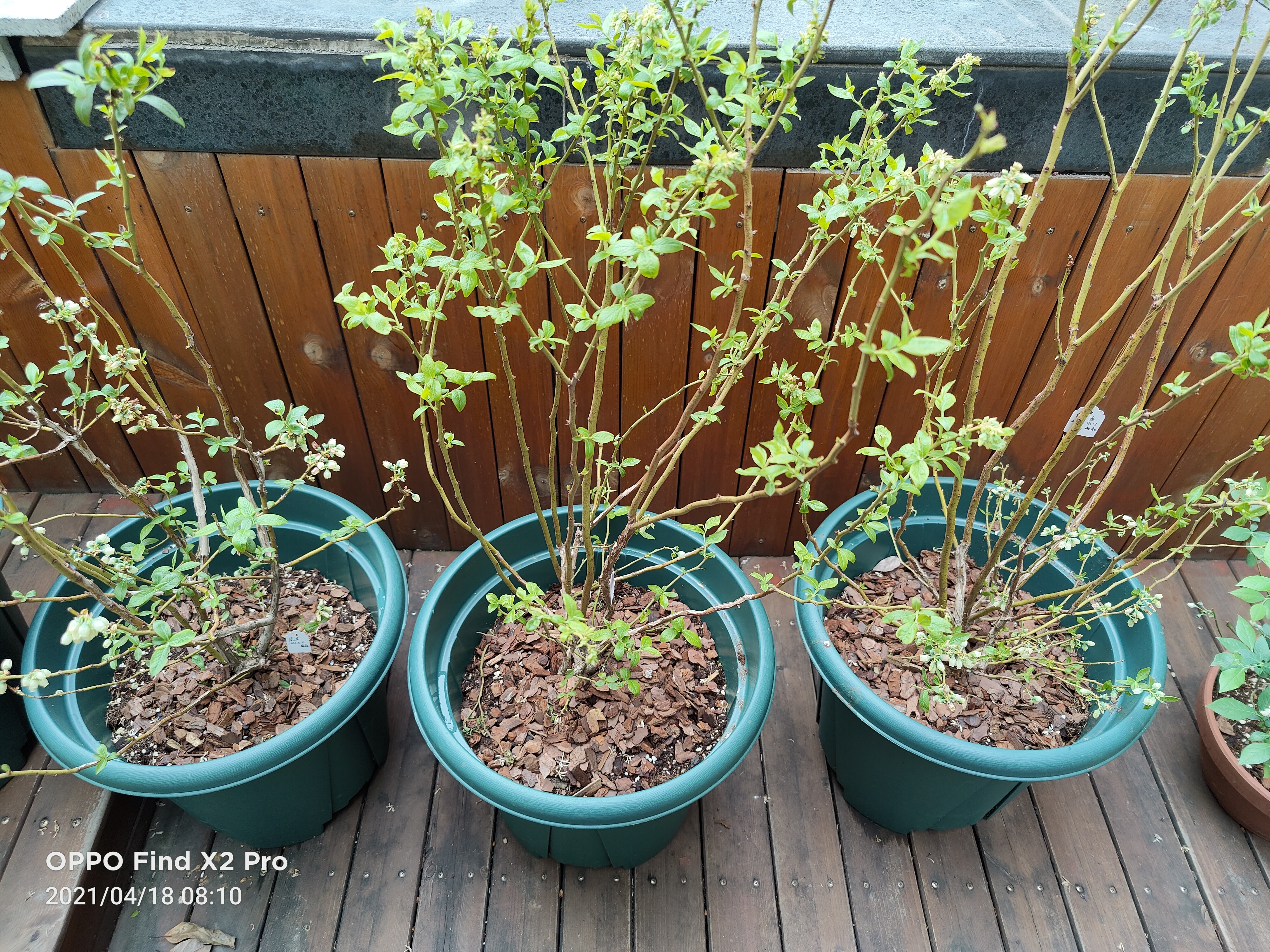 种蓝莓注意事项,网上买的蓝莓苗怎么种