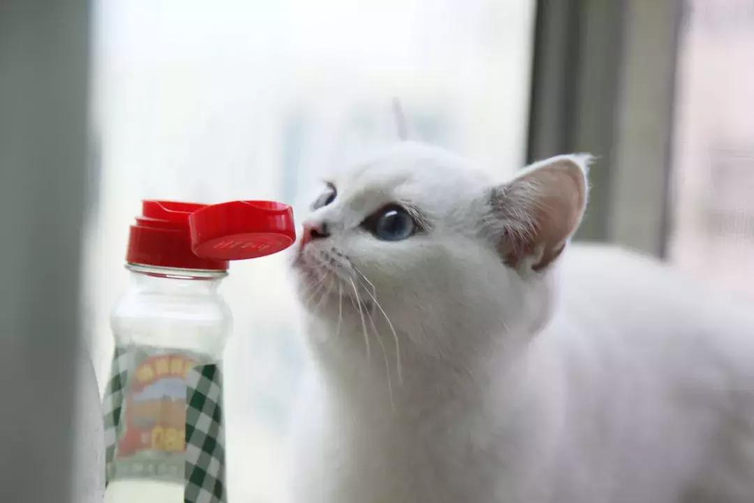 夏末秋初，刘三姐的英短咪咪，邂逅梁实秋的白猫王子