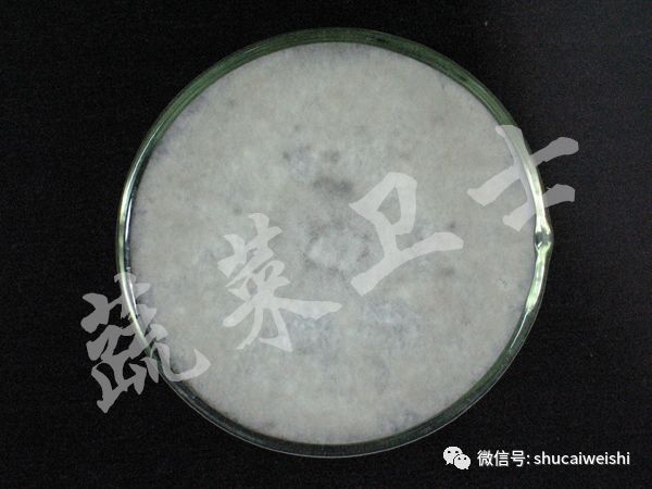 番茄灰霉病高温闷棚需要多少度,番茄灰霉病阴雨天可以打药吗