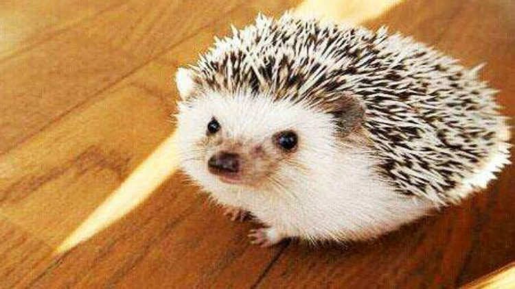 养刺猬宝宝的第一天,刺猬宝宝的养殖方法