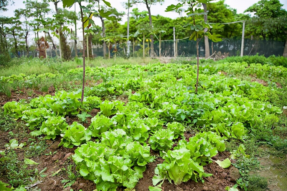 河北唐山大姐,农民养猪带领村民致富