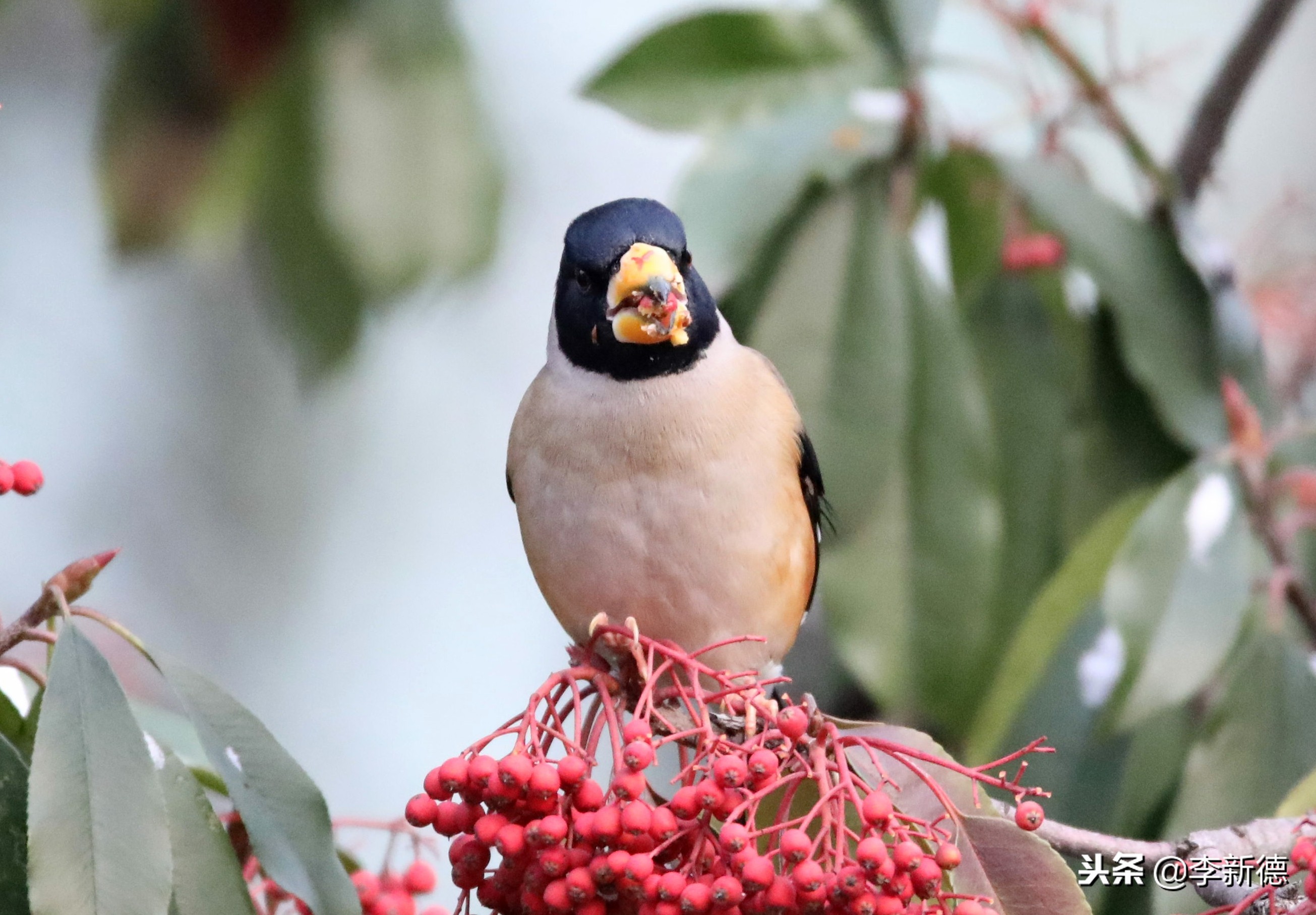 合肥拍到的小鸟,安徽有乌鸫鸟