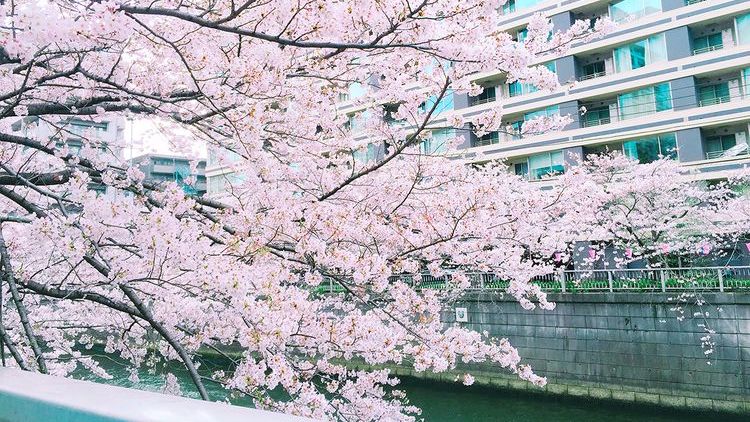 日本东京目黑川樱花,日本目黑川樱花美景