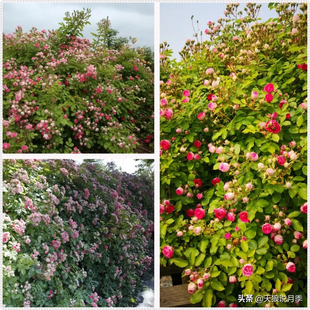 又一个十年,国产自育品种