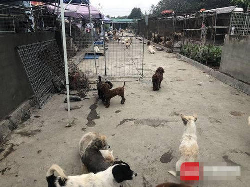 成都禁养犬名单2024,成都市禁养犬种公布