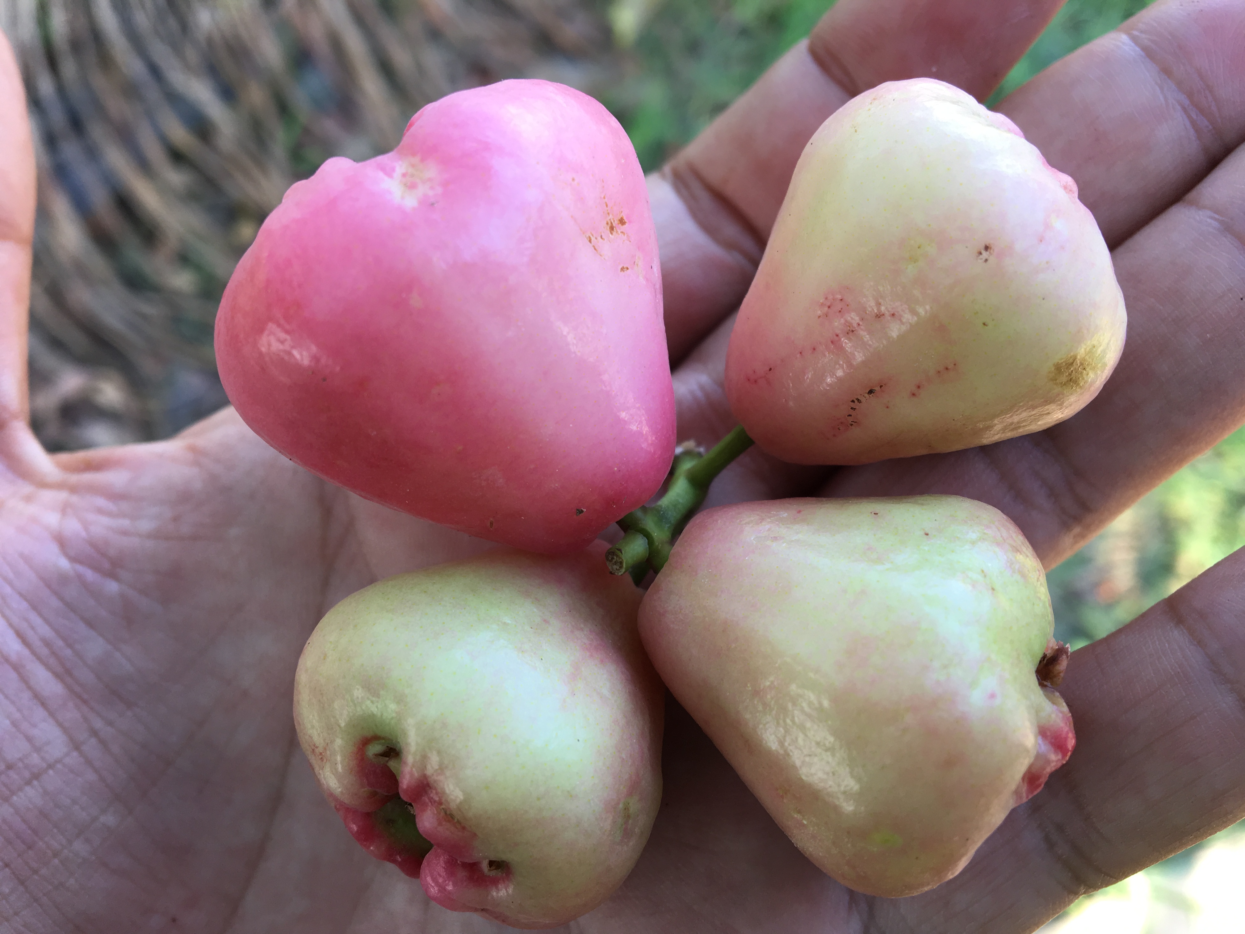 印度尼西亚吃喝玩乐,印度尼西亚旅游吃饭好不好吃