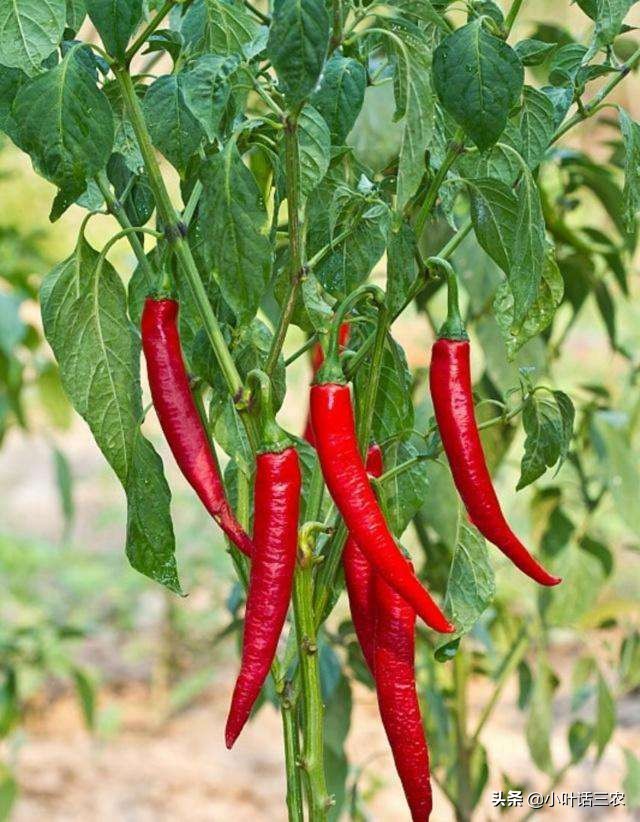 投资扶贫有回报吗,扶贫产业项目大全