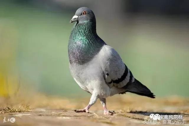 人工喂养鸽子不长怎么办,鸽子不高飞的原因