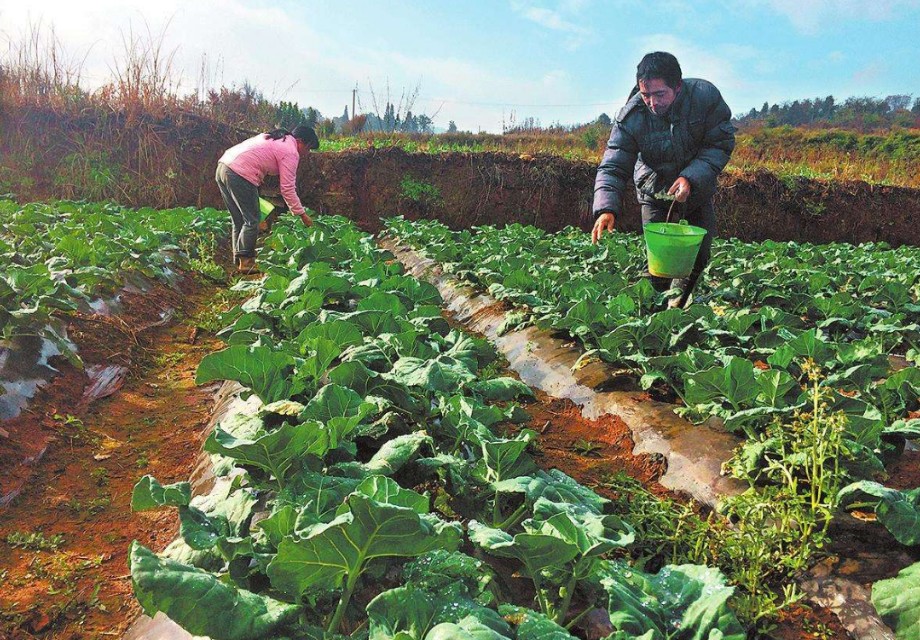 花菜不结球,花菜结球了还要施肥吗