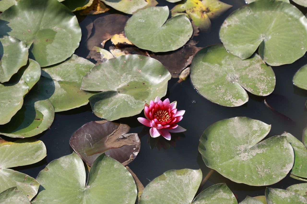 山东王屋湖国家湿地公园,山东最美湿地公园