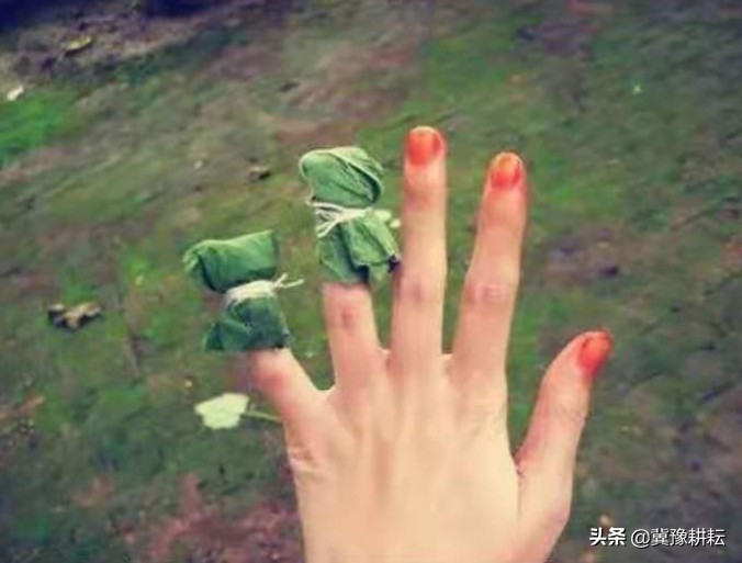 野外夏天防蛇的最佳方法,防止蛇最有效的花草