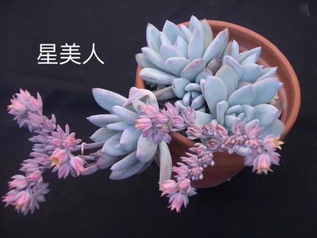 好看好养的多肉类植物,多肉类植物好看