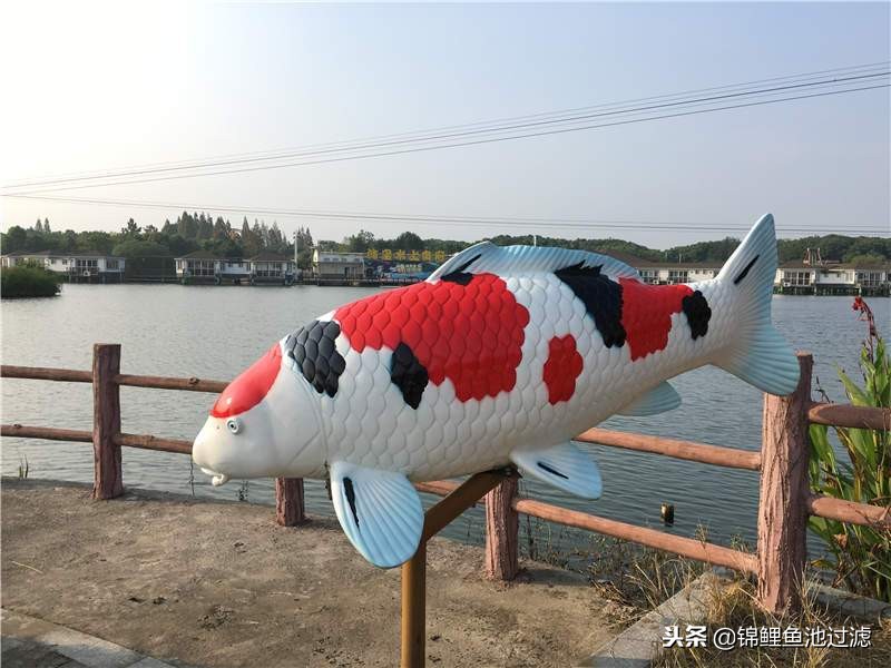 史上最贵的10条锦鲤,锦鲤最高拍卖价是哪一条