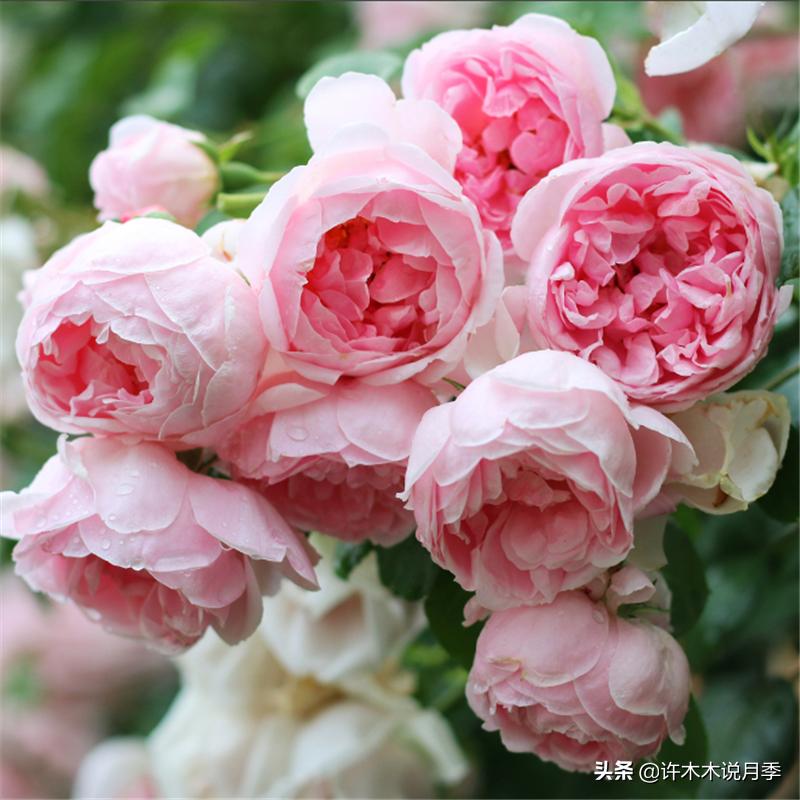 月季红蜘蛛紧急处理,月季红蜘蛛怎么预防