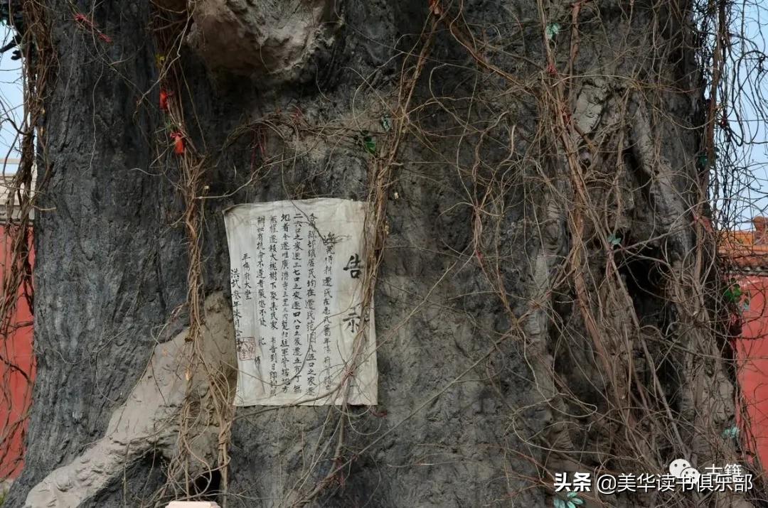 山西洪洞大槐树移民故事真实吗,山西洪洞大槐树历史事件视频