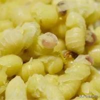 价值并不是都靠劳动体现!看无能的雄蜂是怎样为养蜂人创收的