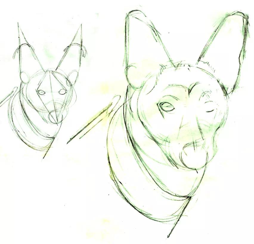 画牧羊犬详细教程,德国牧羊犬画画