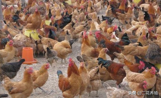 鸡的常见病有哪些怎么用药,鸡的常见病与治疗方法