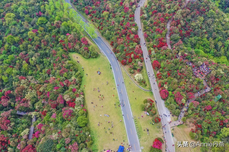 百里杜鹃花开如海,百里杜鹃百里盛开