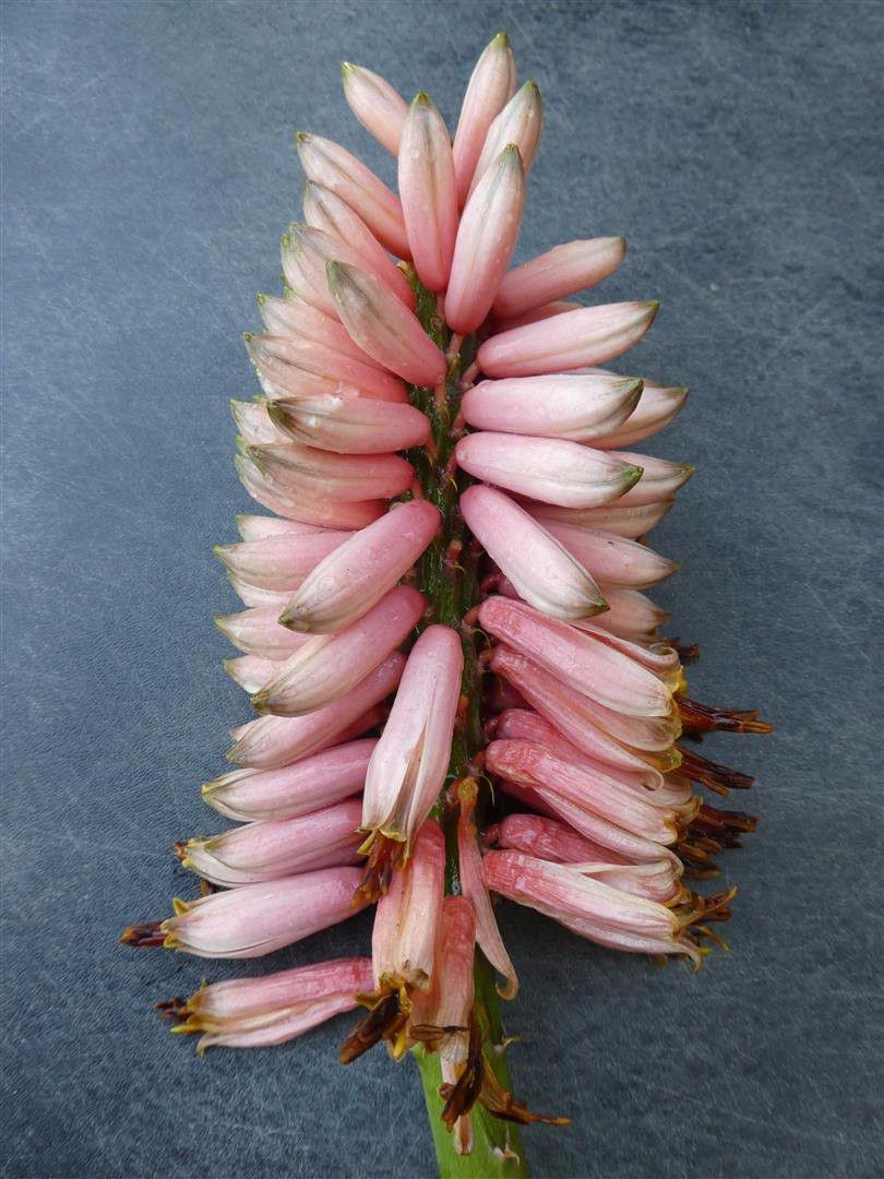 可以长很大的芦荟苗,芦荟如何养成树