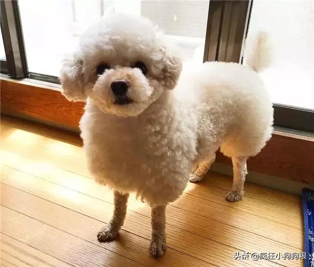 泰迪造型咩咩,泰迪可爱造型大全集