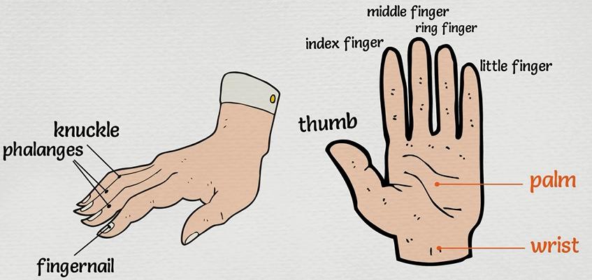 英语学习身体各部位名称,每日英语28个身体部位单词教学